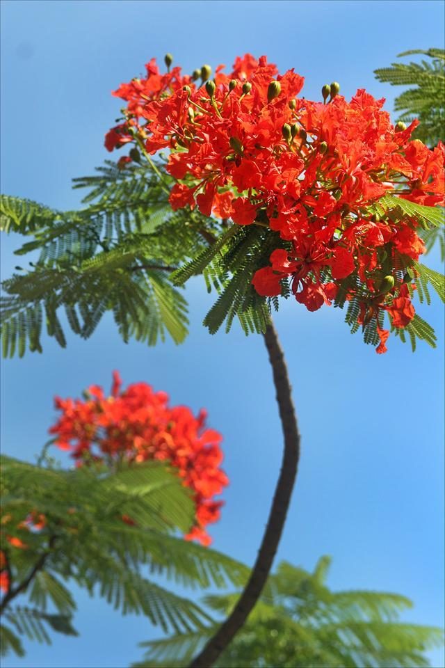 狀元紅，揭秘4987最準(zhǔn)最快的秘密武器，狀元紅，揭秘最準(zhǔn)最快的秘密武器 4987