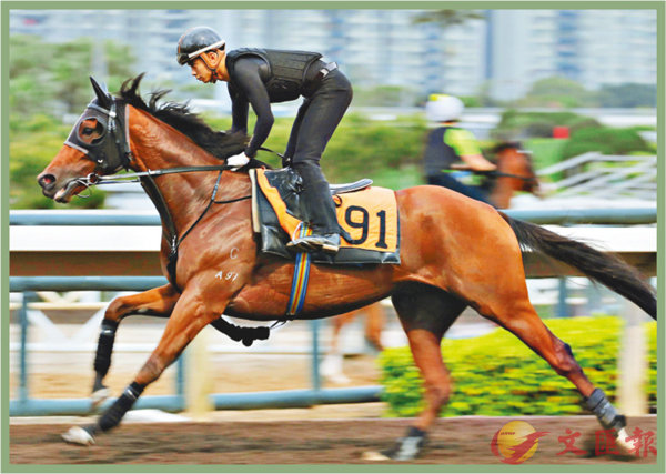 香港賽馬，探索數(shù)字背后的激情與榮耀，香港賽馬，數(shù)字背后的激情與榮耀之旅